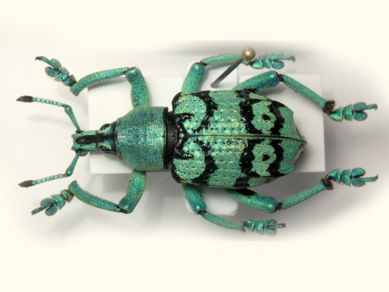 Eupholus chevrolati Guerin-Meneville, 1830